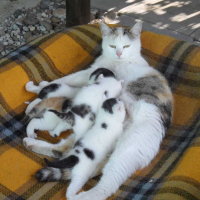 Elsa und vier Kitten