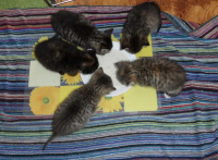 Matroskin Tosja Goroschka Kljepa Akvarelka